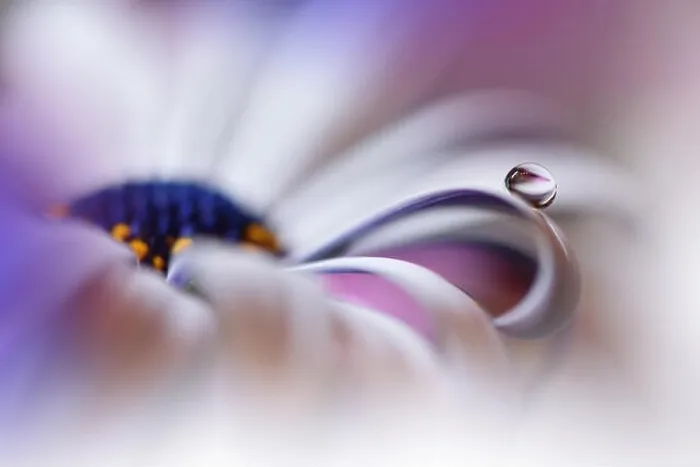 Framed Print : Beautiful Violet Nature Background.Colorful Artistic Wallpaper.Macro Photography.Beauty in Nature.Creative Floral Art Design.Osteospermum Flower.Pure Framed Print : Beautiful Violet Nature Background.Colorful Artistic Wallpaper.Macro Photography.Beauty in Nature.Creative Floral Art Design.Osteospermum Flower.Pure