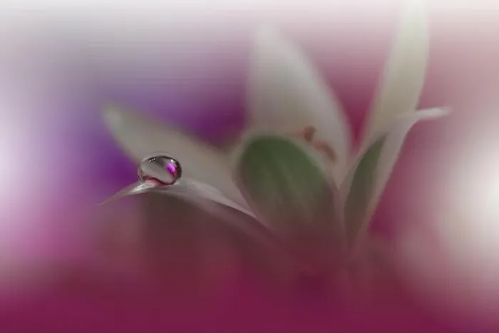 Framed Print : Beautiful Violet Nature Background.Floral Art Design.Abstract Macro Photography.White Flower.Pink Background.Creative Artistic Wallpaper.Water Drops Framed Print : Beautiful Violet Nature Background.Floral Art Design.Abstract Macro Photography.White Flower.Pink Background.Creative Artistic Wallpaper.Water Drops