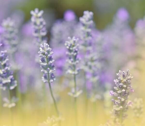 Beautiful Violet Nature Background.Floral Art Design.Soft Focus.Macro Photography.Floral abstract pastel background with copy space.Lavender Field