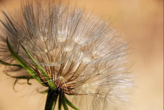 Framed Print : A beautiful white dandelion ready to spread its seeds, on a warm sand color background Framed Print : A beautiful white dandelion ready to spread its seeds, on a warm sand color background