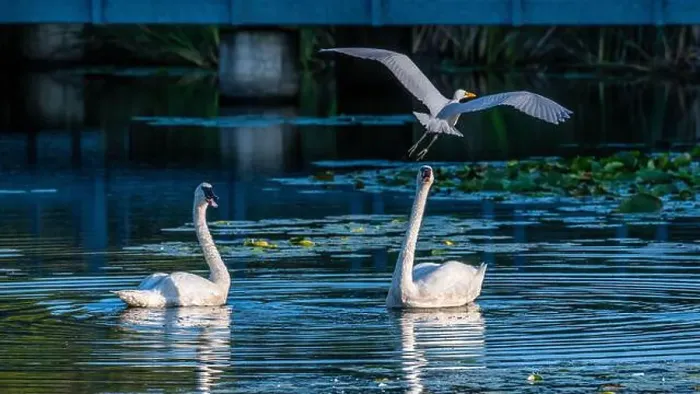 Framed Print : A beautiful white egret greets two white swans in south Ontario of Canada, a close-up birds watching Framed Print : A beautiful white egret greets two white swans in south Ontario of Canada, a close-up birds watching