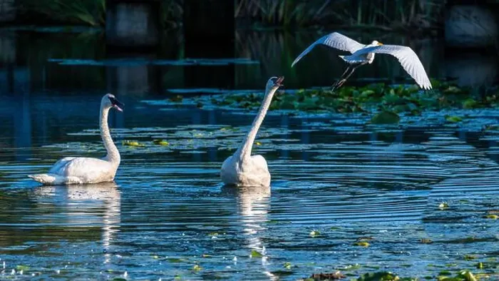 Framed Print : A beautiful white egret greets two white swans in south Ontario of Canada, a close-up birds watching Framed Print : A beautiful white egret greets two white swans in south Ontario of Canada, a close-up birds watching