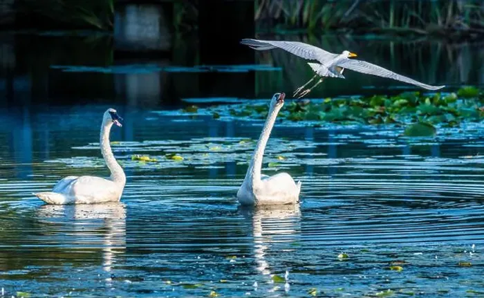 Framed Print : A beautiful white egret greets two white swans in south Ontario of Canada, a close-up birds watching Framed Print : A beautiful white egret greets two white swans in south Ontario of Canada, a close-up birds watching