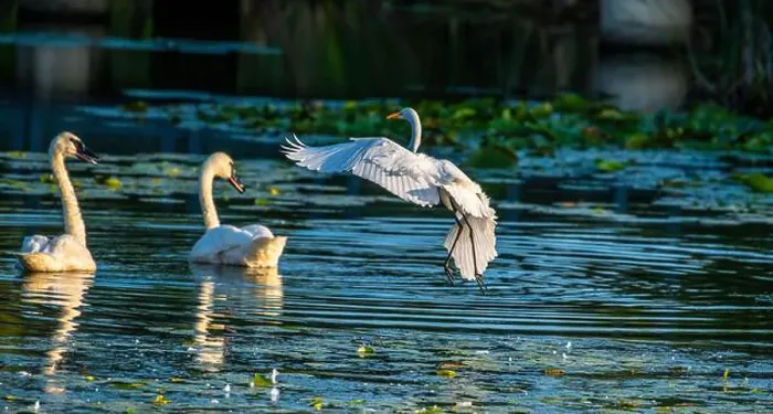 Framed Print : A beautiful white egret greets two white swans in south Ontario of Canada, a close-up birds watching Framed Print : A beautiful white egret greets two white swans in south Ontario of Canada, a close-up birds watching
