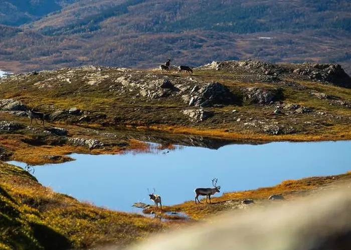 Framed Print : Beautiful wild adult reindeer at the mountain lake in Northern Norway. Seasonal scenery of Scandinavia Framed Print : Beautiful wild adult reindeer at the mountain lake in Northern Norway. Seasonal scenery of Scandinavia