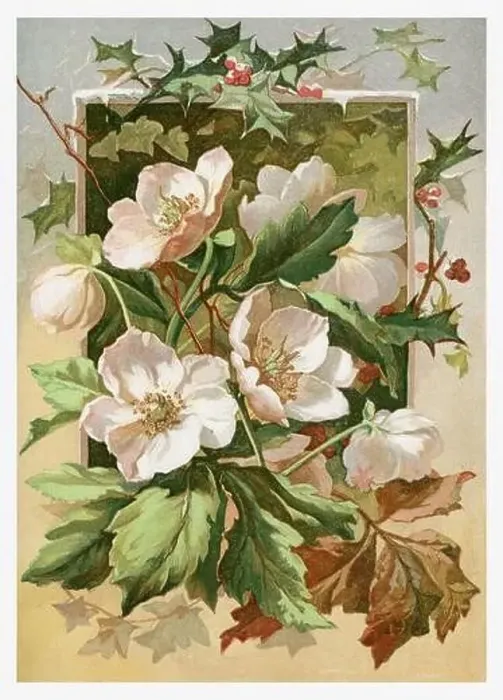 Framed Print : Beautiful Winter Flowers. Seasonal illustration of The illustrated London Almanack (1845 to 1895) Framed Print : Beautiful Winter Flowers. Seasonal illustration of The illustrated London Almanack (1845 to 1895)