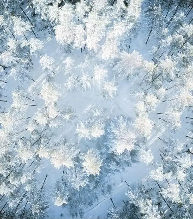 Framed Print : Beautiful winter forest aerial view Framed Print : Beautiful winter forest aerial view