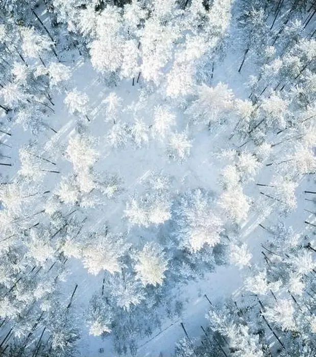 Framed Print : Beautiful winter forest aerial view Framed Print : Beautiful winter forest aerial view