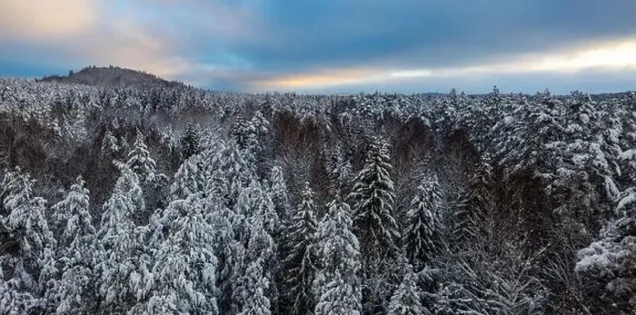Framed Print : Beautiful winter forest landscape. Tree tops under snow. Drone view Framed Print : Beautiful winter forest landscape. Tree tops under snow. Drone view