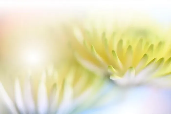 Framed Print : Beautiful Yellow Nature Background.Floral Fantasy Design.Artistic Abstract Chrysanthemum Flowers.Green leaves.Ecology Energy of plant.Natural Macro Framed Print : Beautiful Yellow Nature Background.Floral Fantasy Design.Artistic Abstract Chrysanthemum Flowers.Green leaves.Ecology Energy of plant.Natural Macro