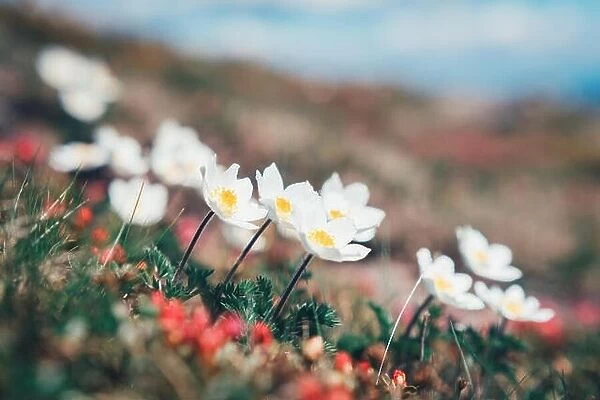Beauty white flowers in high mountains