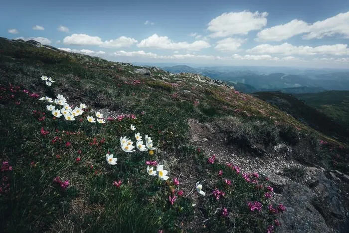 Framed Print : Beauty white flowers in high mountains Framed Print : Beauty white flowers in high mountains