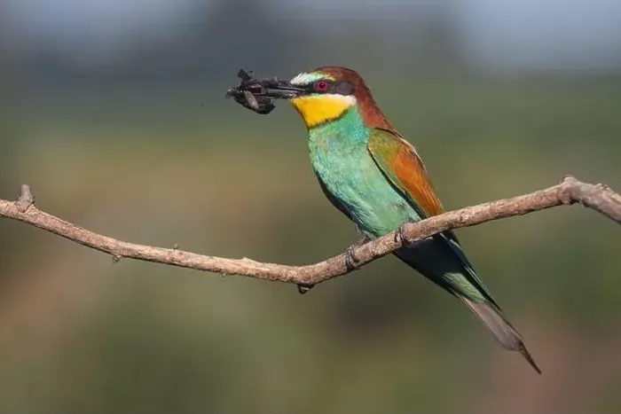 Framed Print : bee-eater with a butterfly in its beak Framed Print : bee-eater with a butterfly in its beak