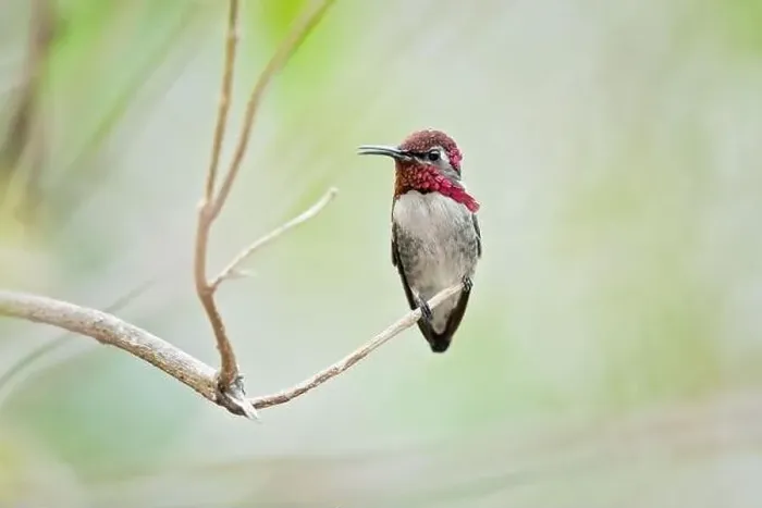 Framed Print : The bee hummingbird, zunzuncito or Helena hummingbird (Mellisuga helenae) is the world's smallest bird Framed Print : The bee hummingbird, zunzuncito or Helena hummingbird (Mellisuga helenae) is the world's smallest bird