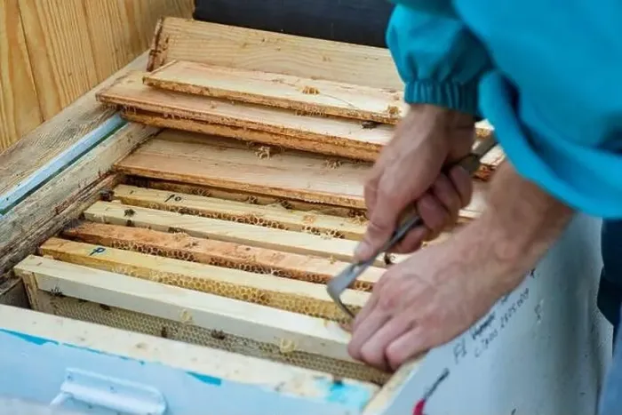 Framed Print : Beekeeper pushes frames with honey bees in hive, selective focus. Soft focus Framed Print : Beekeeper pushes frames with honey bees in hive, selective focus. Soft focus