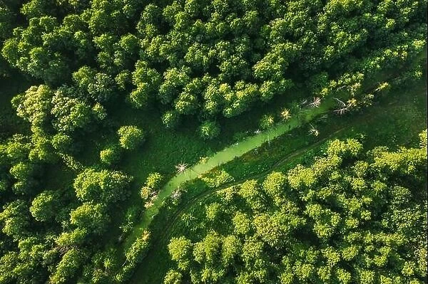 Belarus. Aerial View Of Green Small Bog Marsh Swamp Wetland In Green Forest Landscape In Summer Day. High Attitude View. Forest Lane In Bird's Eye