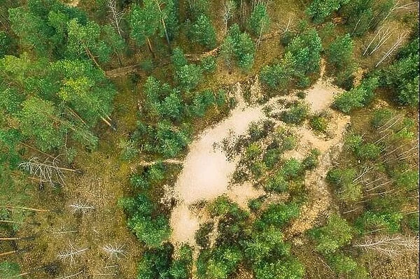 Belarus. Aerial View Of Mixed Forest. Afforestation. Entry Of Sandy Soil In Forest. Drone View Of European Woods At Springtime. Forest Landscape. Sand