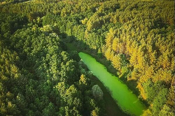 Belarus. Elevated View Of Green Small Bog Marsh Swamp Wetland And Green Forest Landscape In Sunny Summer Day. Attitude View. Forest In Bird's Eye View