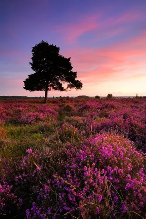 Framed Print : Bell heather in full bloom on the New Forest heathland, New Forest National Park, Hampshire Framed Print : Bell heather in full bloom on the New Forest heathland, New Forest National Park, Hampshire