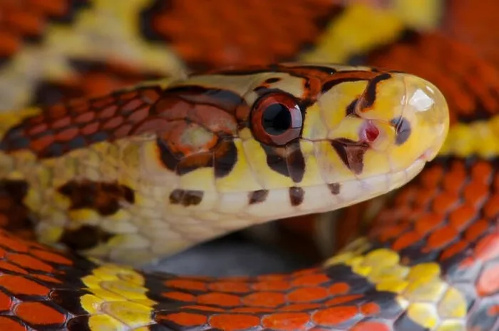 Framed Print : Bella ratsnake  /  Archelaphe bella bella
