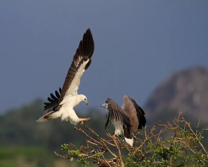 Framed Print : While Bellied Sea Eagles of Sri Lanka Framed Print : While Bellied Sea Eagles of Sri Lanka