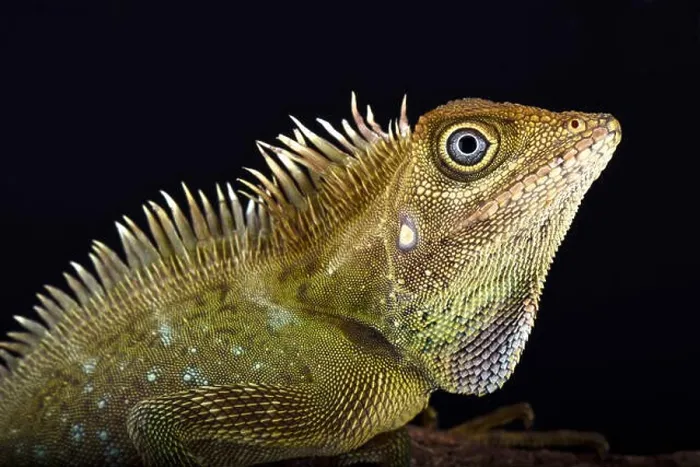 Framed Print : Bell's angle head lizard (Gonocephalus bellii) Framed Print : Bell's angle head lizard (Gonocephalus bellii)