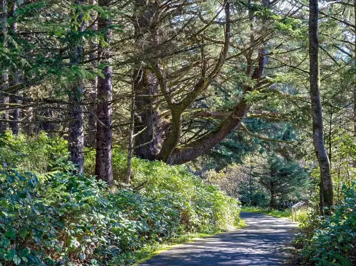 Framed Print : Bell's View Trail passes through the forest at Cape Disappointment State Park in Ilwaco, Washington, USA Framed Print : Bell's View Trail passes through the forest at Cape Disappointment State Park in Ilwaco, Washington, USA
