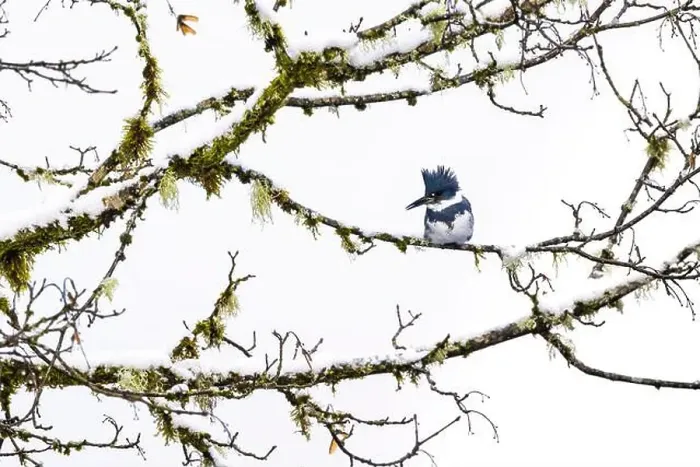 Framed Print : Belted Kingfisher fishing trom a Bigleaf Maple branch hanging over a lake on the Olympic Peninsula Framed Print : Belted Kingfisher fishing trom a Bigleaf Maple branch hanging over a lake on the Olympic Peninsula