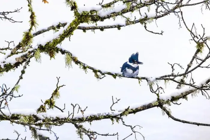 Framed Print : Belted Kingfisher fishing trom a Bigleaf Maple branch hanging over a lake on the Olympic Peninsula Framed Print : Belted Kingfisher fishing trom a Bigleaf Maple branch hanging over a lake on the Olympic Peninsula