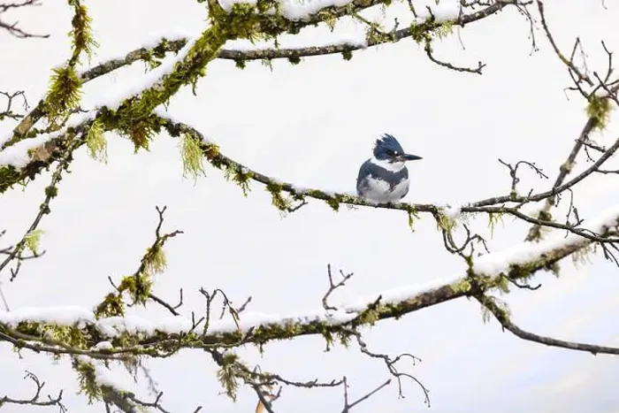 Framed Print : Belted Kingfisher fishing trom a Bigleaf Maple branch hanging over a lake on the Olympic Peninsula Framed Print : Belted Kingfisher fishing trom a Bigleaf Maple branch hanging over a lake on the Olympic Peninsula