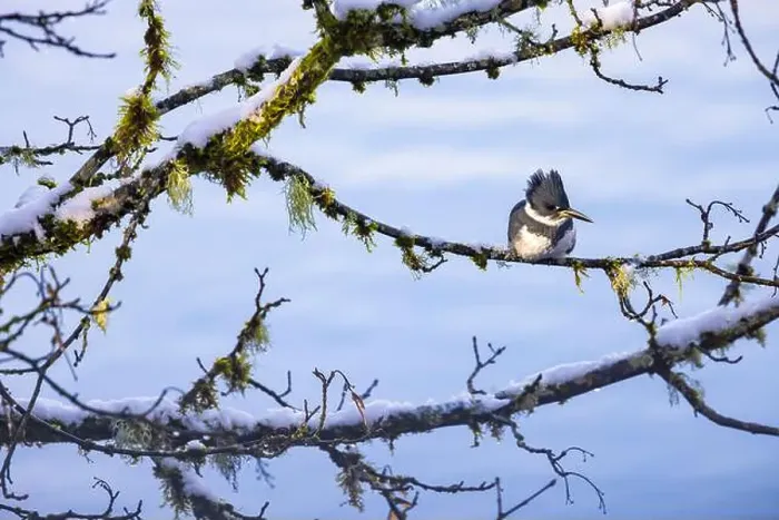 Framed Print : Belted Kingfisher fishing trom a Bigleaf Maple branch hanging over a lake on the Olympic Peninsula Framed Print : Belted Kingfisher fishing trom a Bigleaf Maple branch hanging over a lake on the Olympic Peninsula