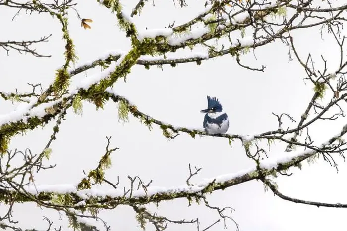 Framed Print : Belted Kingfisher fishing trom a Bigleaf Maple branch hanging over a lake on the Olympic Peninsula Framed Print : Belted Kingfisher fishing trom a Bigleaf Maple branch hanging over a lake on the Olympic Peninsula