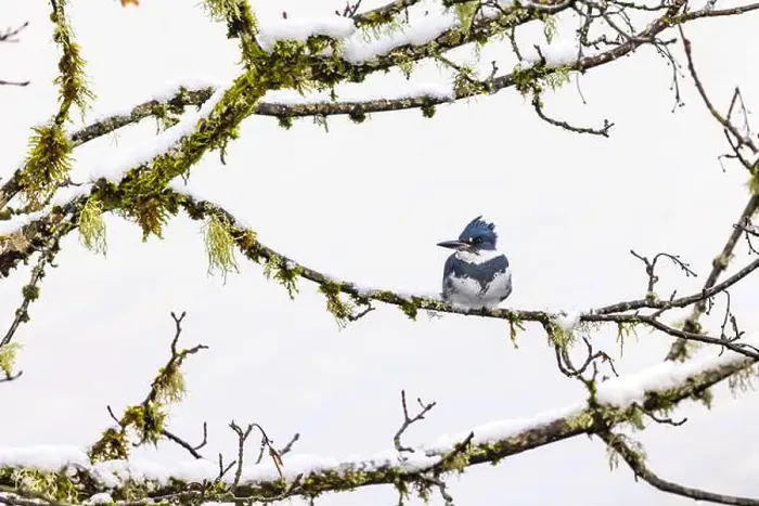 Framed Print : Belted Kingfisher fishing trom a Bigleaf Maple branch hanging over a lake on the Olympic Peninsula Framed Print : Belted Kingfisher fishing trom a Bigleaf Maple branch hanging over a lake on the Olympic Peninsula