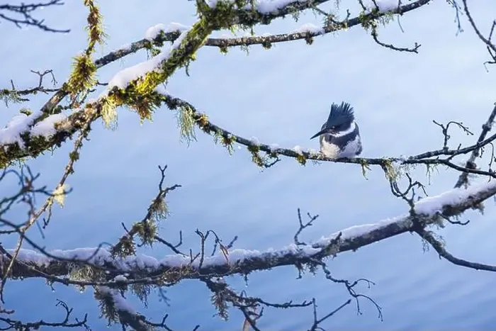 Framed Print : Belted Kingfisher fishing trom a Bigleaf Maple branch hanging over a lake on the Olympic Peninsula Framed Print : Belted Kingfisher fishing trom a Bigleaf Maple branch hanging over a lake on the Olympic Peninsula