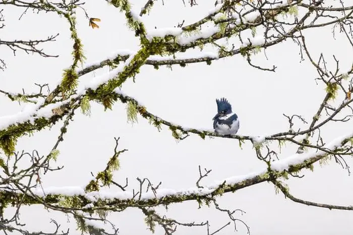 Framed Print : Belted Kingfisher fishing trom a Bigleaf Maple branch hanging over a lake on the Olympic Peninsula Framed Print : Belted Kingfisher fishing trom a Bigleaf Maple branch hanging over a lake on the Olympic Peninsula