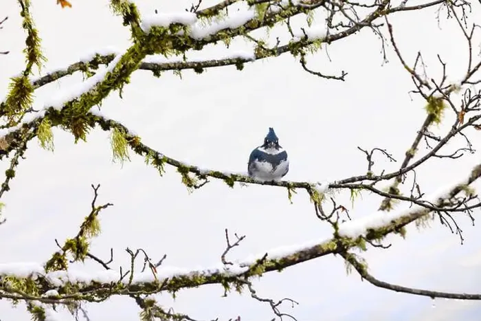 Framed Print : Belted Kingfisher fishing trom a Bigleaf Maple branch hanging over a lake on the Olympic Peninsula Framed Print : Belted Kingfisher fishing trom a Bigleaf Maple branch hanging over a lake on the Olympic Peninsula