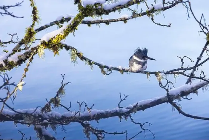 Framed Print : Belted Kingfisher fishing trom a Bigleaf Maple branch hanging over a lake on the Olympic Peninsula Framed Print : Belted Kingfisher fishing trom a Bigleaf Maple branch hanging over a lake on the Olympic Peninsula