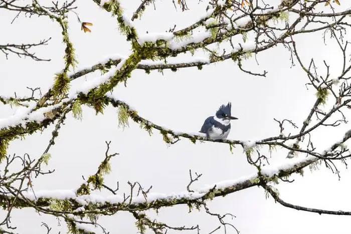 Framed Print : Belted Kingfisher fishing trom a Bigleaf Maple branch hanging over a lake on the Olympic Peninsula Framed Print : Belted Kingfisher fishing trom a Bigleaf Maple branch hanging over a lake on the Olympic Peninsula