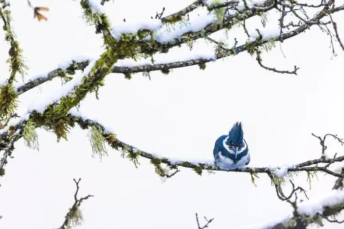 Framed Print : Belted Kingfisher fishing trom a Bigleaf Maple branch hanging over a lake on the Olympic Peninsula