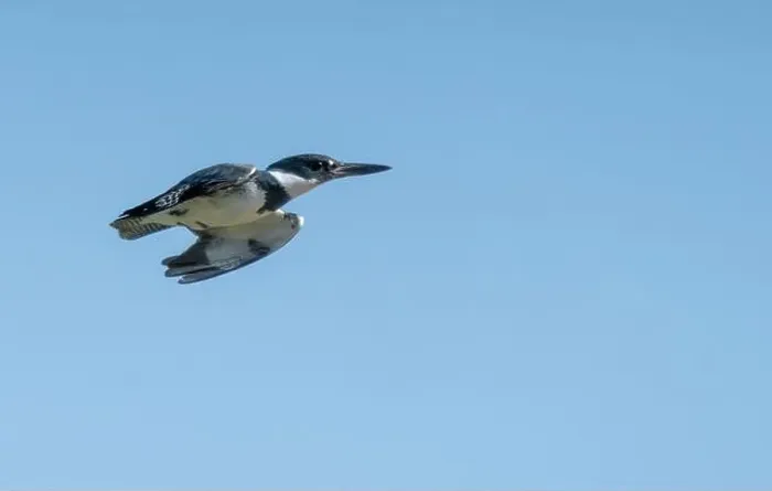 Framed Print : Belted kingfisher soaring through the clear blue sky Framed Print : Belted kingfisher soaring through the clear blue sky