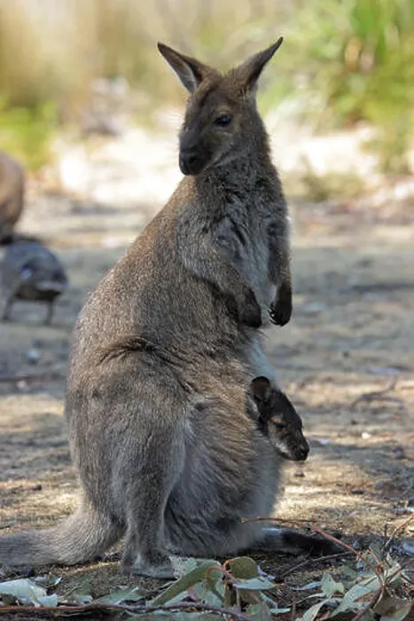 Framed Print : bennett wallaby with cub in the bag, tasmania, australia Framed Print : bennett wallaby with cub in the bag, tasmania, australia