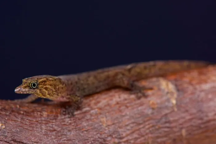 Framed Print : Bequia dwarf gecko (Sphaerodactylus kirby) Framed Print : Bequia dwarf gecko (Sphaerodactylus kirby)