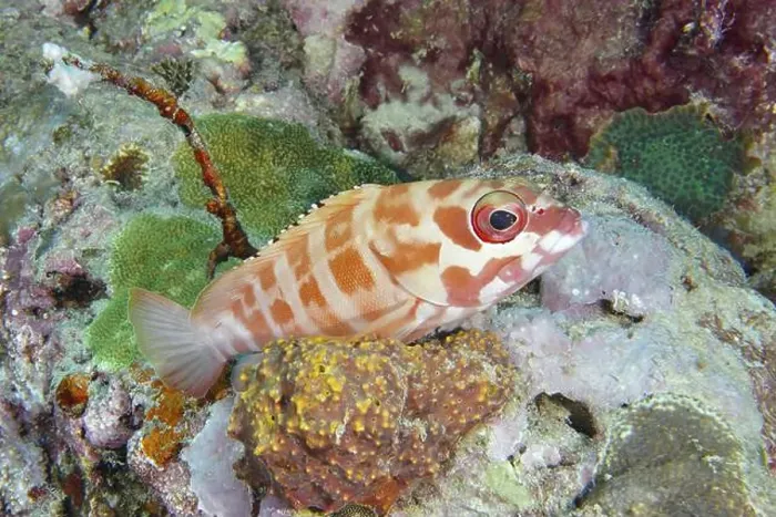 Framed Print : A beret grouper (Epinephelus fasciatus) with red spots rests between living corals in the sea Framed Print : A beret grouper (Epinephelus fasciatus) with red spots rests between living corals in the sea
