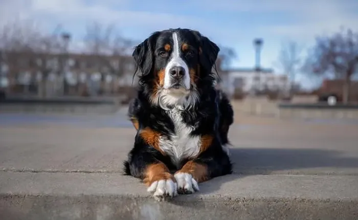 Framed Print : Bernese mountain dog in the park. Portrait of a Bernese mountain dog