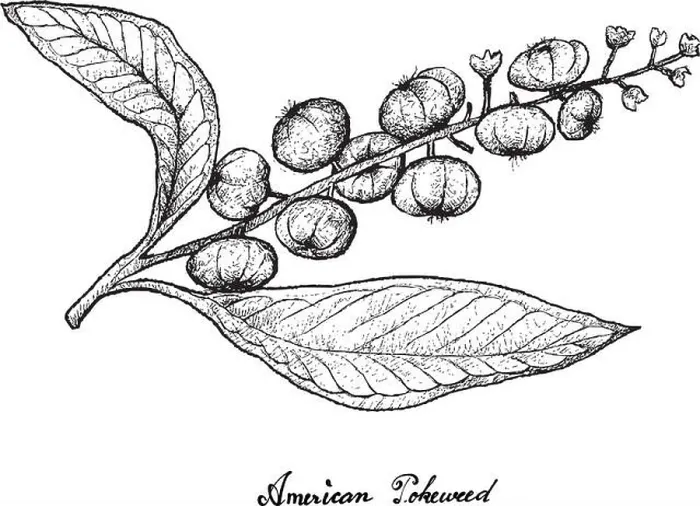 Framed Print : Berry Fruit, Illustration Hand Drawn Sketch of Fresh American Pokeweed Framed Print : Berry Fruit, Illustration Hand Drawn Sketch of Fresh American Pokeweed