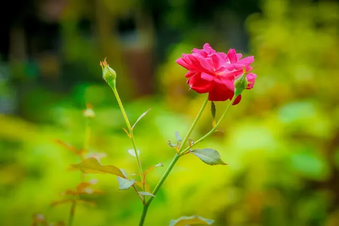 Framed Print : Best rose picture, click at karatia Tangai Framed Print : Best rose picture, click at karatia Tangai