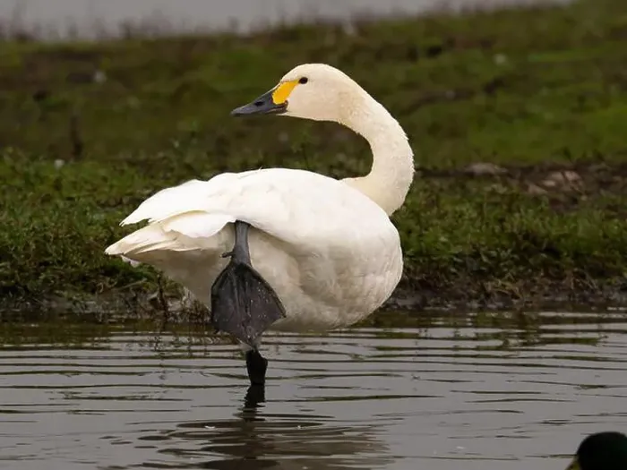Framed Print : Bewick swan at Slimbridge WWT in Gloucestershire, a regular winter visitor from Siberia. [ cygnus columbianus bewickii ]
