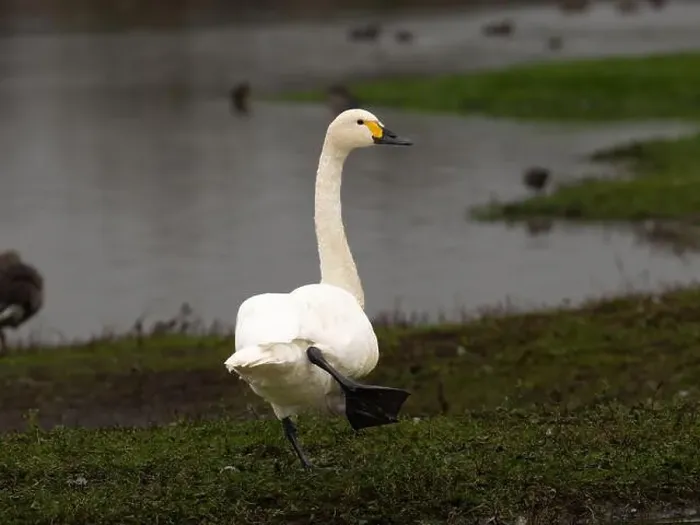 Framed Print : Bewick swan at Slimbridge WWT in Gloucestershire, a regular winter visitor from Siberia. [ cygnus columbianus bewickii ]