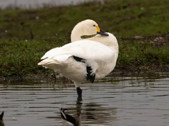 Framed Print : Bewick swan at Slimbridge WWT in Gloucestershire, a regular winter visitor from Siberia. [ cygnus columbianus bewickii ]