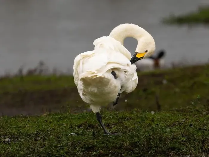 Framed Print : Bewick swan at Slimbridge WWT in Gloucestershire, a regular winter visitor from Siberia. [ cygnus columbianus bewickii ]